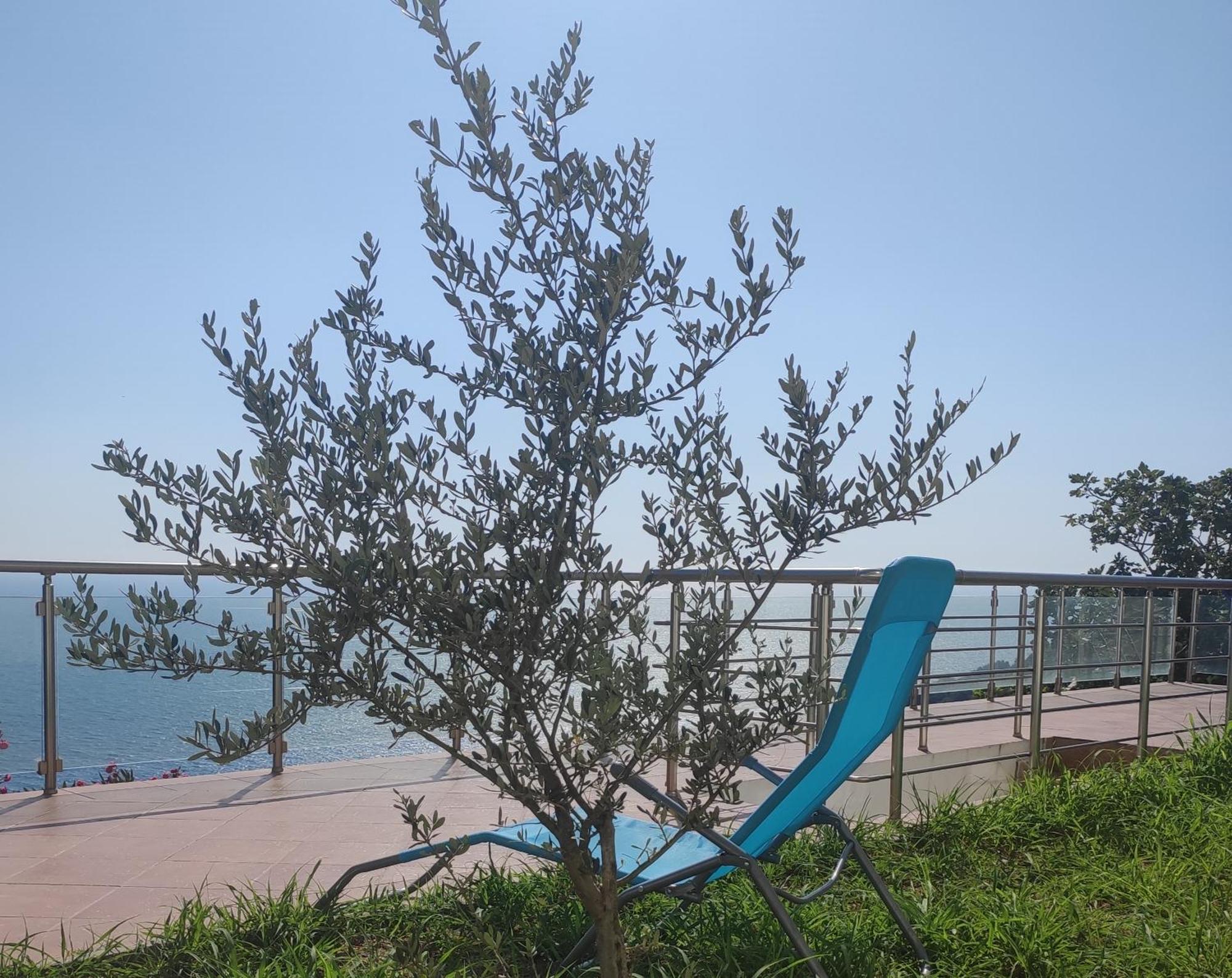 Apartment Oliva Ulcinj Exteriör bild